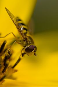 Preview wallpaper hoverfly, fly, insect, flower, pollen, macro