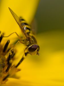 Preview wallpaper hoverfly, fly, insect, flower, pollen, macro