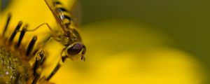 Preview wallpaper hoverfly, fly, insect, flower, pollen, macro