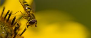 Preview wallpaper hoverfly, fly, insect, flower, pollen, macro