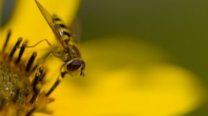 Preview wallpaper hoverfly, fly, insect, flower, pollen, macro