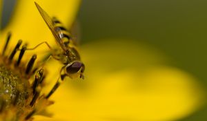 Preview wallpaper hoverfly, fly, insect, flower, pollen, macro