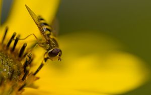 Preview wallpaper hoverfly, fly, insect, flower, pollen, macro