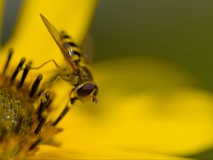 Preview wallpaper hoverfly, fly, insect, flower, pollen, macro