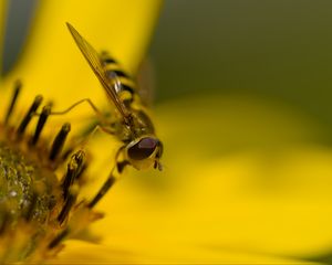 Preview wallpaper hoverfly, fly, insect, flower, pollen, macro