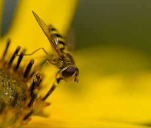 Preview wallpaper hoverfly, fly, insect, flower, pollen, macro