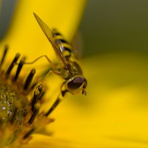 Preview wallpaper hoverfly, fly, insect, flower, pollen, macro