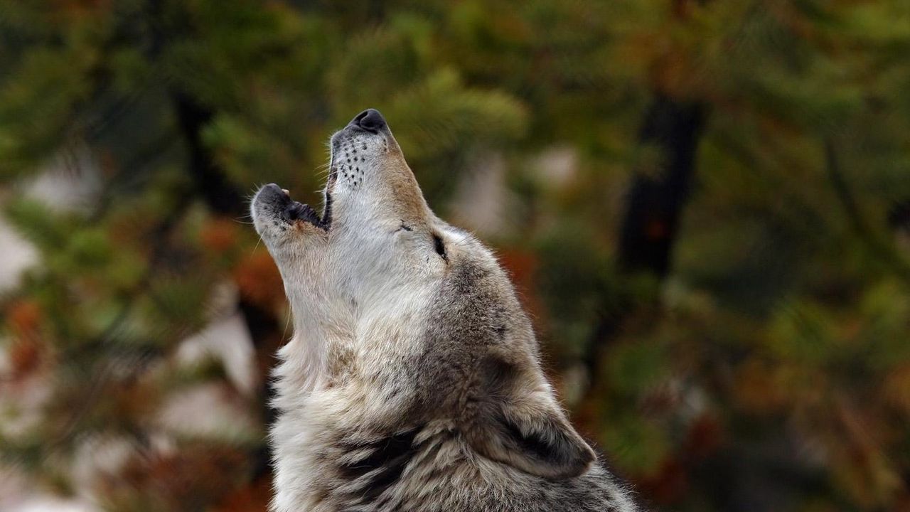 Wallpaper howling, wolf, crying, dog