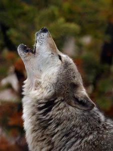 Preview wallpaper howling, wolf, crying, dog