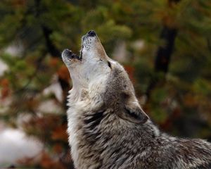 Preview wallpaper howling, wolf, crying, dog