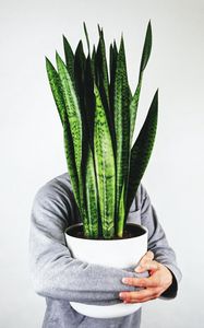 Preview wallpaper human, houseplant, plant, hands