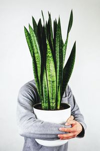 Preview wallpaper human, houseplant, plant, hands