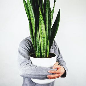 Preview wallpaper human, houseplant, plant, hands