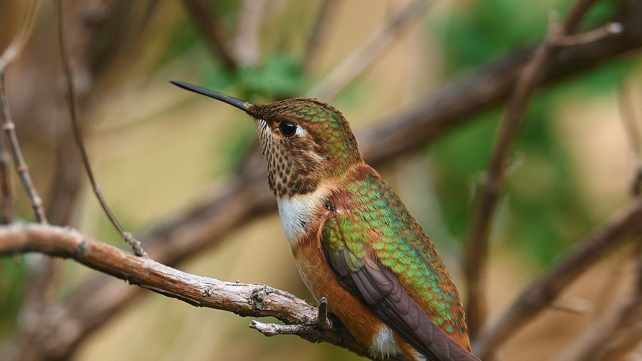Wallpaper hummingbird, beak, bird, branch, blur