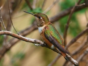 Preview wallpaper hummingbird, beak, bird, branch, blur