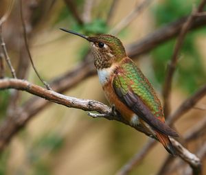 Preview wallpaper hummingbird, beak, bird, branch, blur