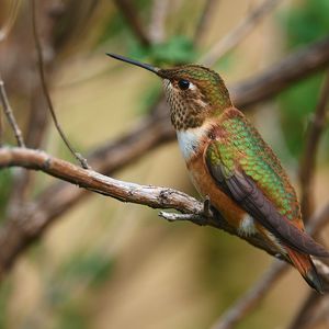 Preview wallpaper hummingbird, beak, bird, branch, blur