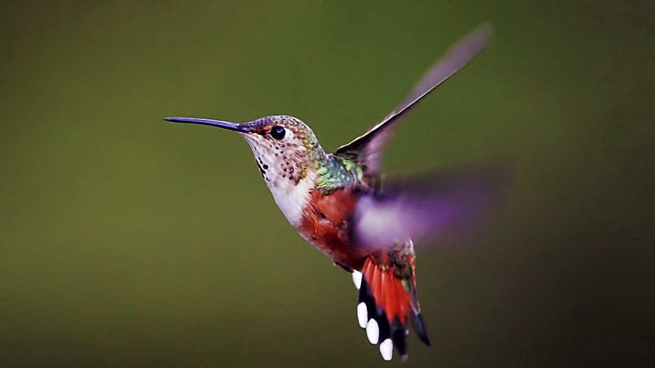 Wallpaper hummingbird, bird, background, flap, wings
