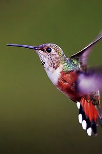 Preview wallpaper hummingbird, bird, background, flap, wings