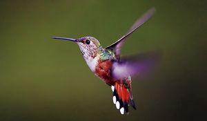 Preview wallpaper hummingbird, bird, background, flap, wings