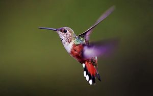 Preview wallpaper hummingbird, bird, background, flap, wings