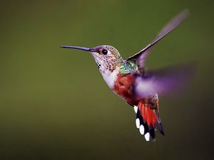 Preview wallpaper hummingbird, bird, background, flap, wings