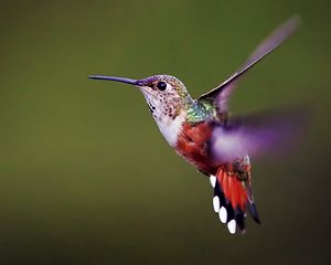 Preview wallpaper hummingbird, bird, background, flap, wings