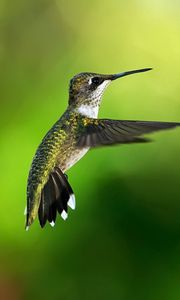 Preview wallpaper hummingbird, bird, background, flight