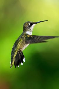 Preview wallpaper hummingbird, bird, background, flight