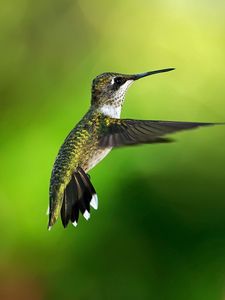 Preview wallpaper hummingbird, bird, background, flight