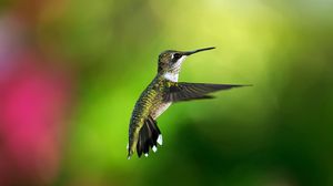 Preview wallpaper hummingbird, bird, background, flight