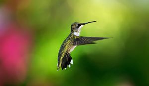 Preview wallpaper hummingbird, bird, background, flight