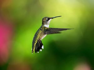 Preview wallpaper hummingbird, bird, background, flight