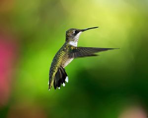 Preview wallpaper hummingbird, bird, background, flight