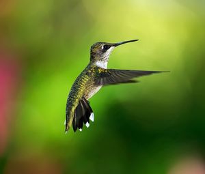Preview wallpaper hummingbird, bird, background, flight