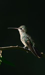Preview wallpaper hummingbird, bird, beak, branch, dark background