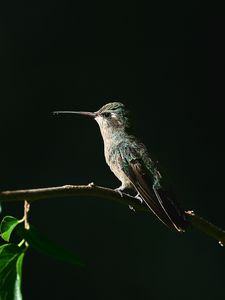 Preview wallpaper hummingbird, bird, beak, branch, dark background