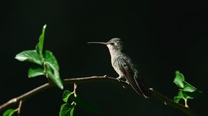 Preview wallpaper hummingbird, bird, beak, branch, dark background