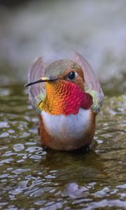 Preview wallpaper hummingbird, bird, beak, water, wildlife