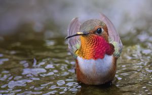 Preview wallpaper hummingbird, bird, beak, water, wildlife