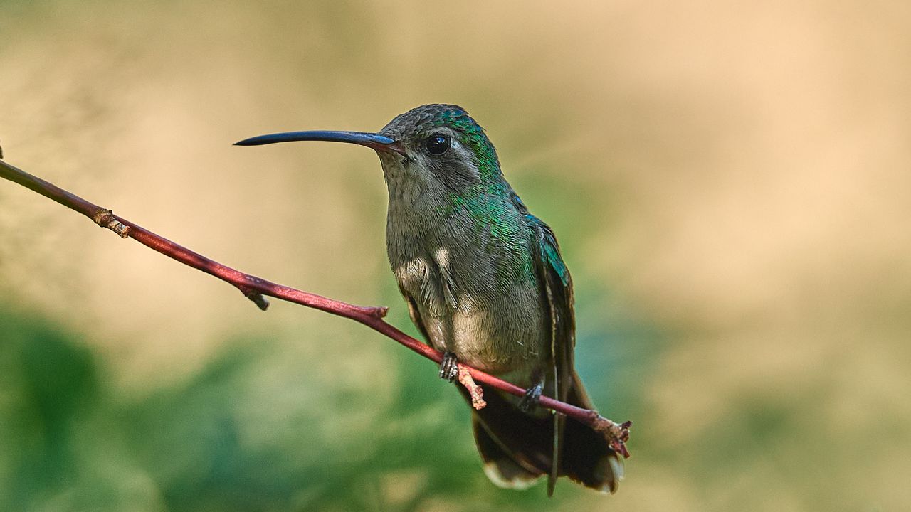 Wallpaper hummingbird, bird, beak, branch, blur