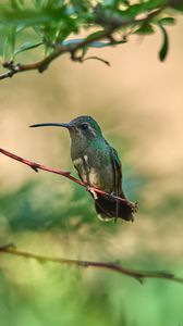 Preview wallpaper hummingbird, bird, beak, branch, blur