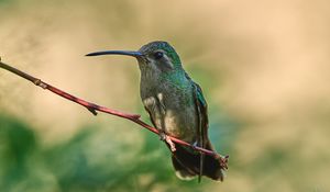 Preview wallpaper hummingbird, bird, beak, branch, blur