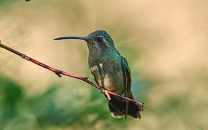 Preview wallpaper hummingbird, bird, beak, branch, blur