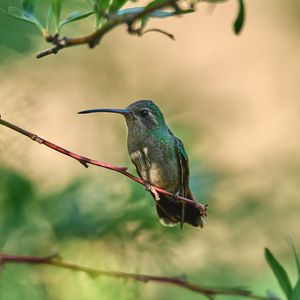 Preview wallpaper hummingbird, bird, beak, branch, blur