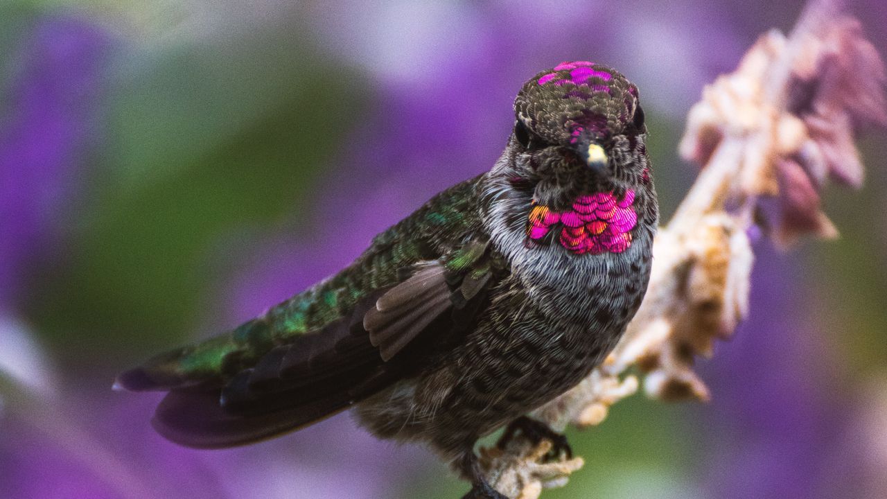 Wallpaper hummingbird, bird, branch, blur