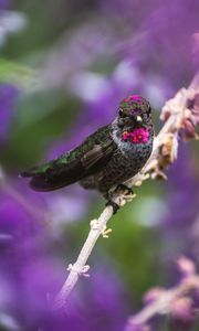 Preview wallpaper hummingbird, bird, branch, blur