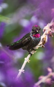 Preview wallpaper hummingbird, bird, branch, blur