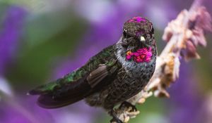 Preview wallpaper hummingbird, bird, branch, blur