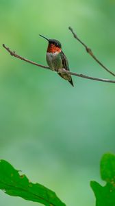 Preview wallpaper hummingbird, bird, branch, wildlife